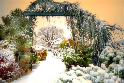 Magical garden snow